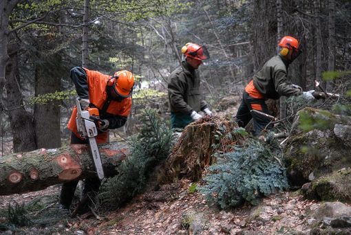 I boschi nelle comunità alpine: venerdì 15 maggio convegno alla sede del Parco di Valdieri