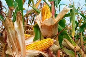 Cia Cuneo: crescono le importazioni di mais e calano le rese Cia Cuneo: crescono le importazioni di mais e calano le rese