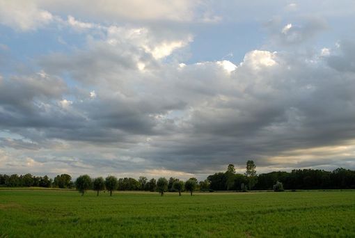 Proposta di gestione per il Bosco del Merlino Proposta di gestione per il Bosco del Merlino