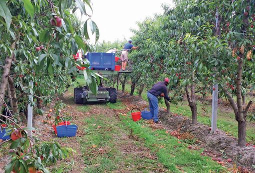 Savigliano: affidati i servizi di pulizia e lavanderia per la struttura di accoglienza dei lavoratori stagionali