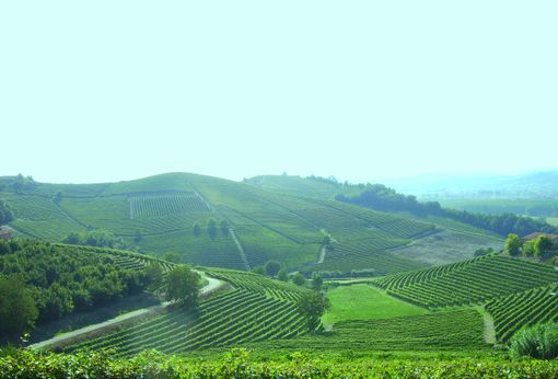 Paesaggio vitivinicolo delle Langhe (© Targatocn.it)