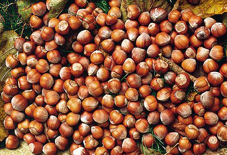 Furto di nocciole allo stabilimento Crea di Cervasca: indagini a tutto campo