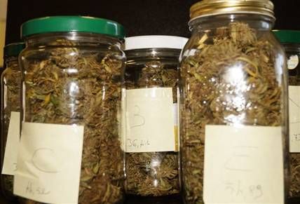 Barge, marjuana al posto della conserva: arrestato un operaio