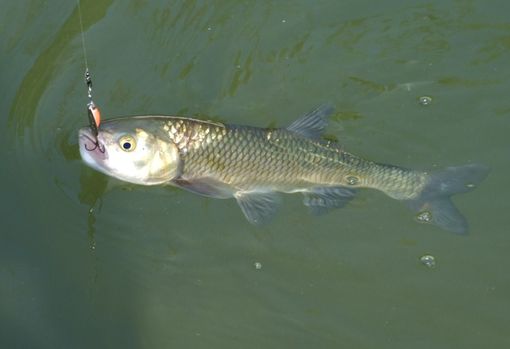 Immagine di repertorio Immagine di repertorio