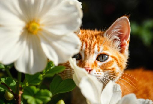 Animali da appartamento e le Essenze Floreali nell’addestramento