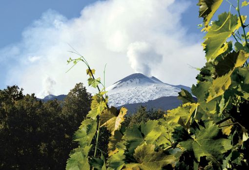 Alba, Etna &amp; Barolo: istituzioni e produttori siciliani ospiti in occasione della Fiera del Tartufo