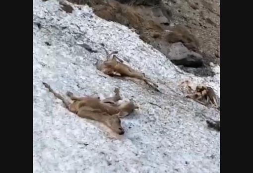 Strage di cervi in alta Valle Stura, un testimone: "Poco prima è scesa un'imponente slavina. Io ero lì"