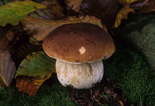 Incontri al Parco sui funghi e i tartufi delle valli cuneesi