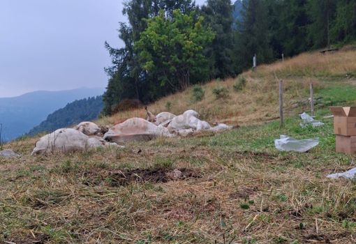 Strage di bovini a Oncino, il Comune lancia una raccolta fondi per l'allevatore