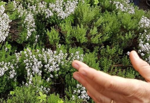 (foto - sito giardino delle essenze) (foto - sito giardino delle essenze)