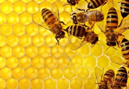 Coldiretti e la giornata delle api: "La 'bee economy' cresce in qualità, difendiamola dall'import selvaggio" Coldiretti e la giornata delle api: "La 'bee economy' cresce in qualità, difendiamola dall'import selvaggio"