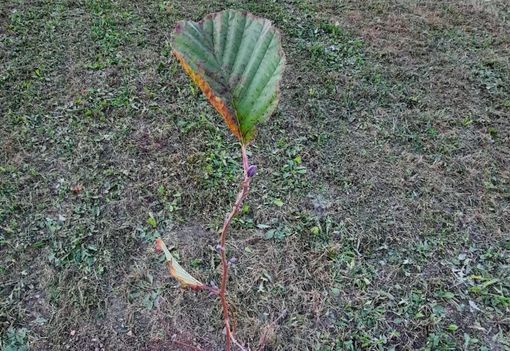 A Mondovì è nato il "bosco della pace", un'iniziativa del progetto "Ambientiamoci"