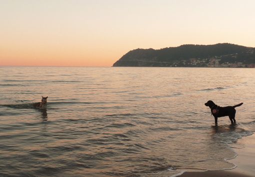 S.O.S. Bagnino: per molti cani in estate è tempo di lavoro! S.O.S. Bagnino: per molti cani in estate è tempo di lavoro!