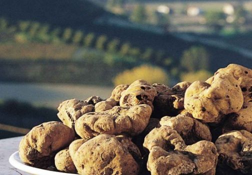 La Fiera del Tartufo Bianco d’Alba non è mai stata così vicina