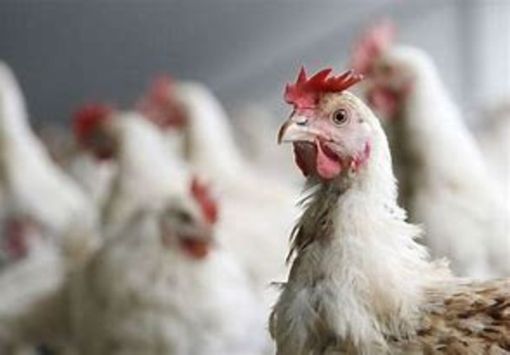 Bergesio, Lega: "30 milioni di euro per il settore avicunicolo" Bergesio, Lega: "30 milioni di euro per il settore avicunicolo"