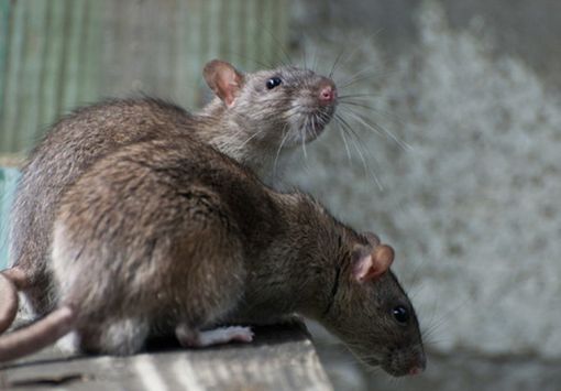 Mondovì, iniziati i nuovi interventi di derattizzazione urbana