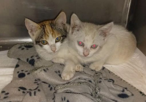 I due gattini fratelli, recuperati dai Vigili del Fuoco del Distaccamento di Saluzzo