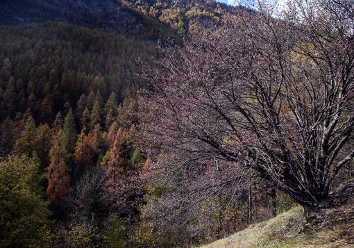 Progetto "Valle Varaita Forest": approvati i finanziamenti dalla Regione Progetto "Valle Varaita Forest": approvati i finanziamenti dalla Regione
