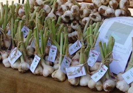 Esaurito l'aglio di Caraglio: digiuno obbligato di 6 mesi per i consumatori Esaurito l'aglio di Caraglio: digiuno obbligato di 6 mesi per i consumatori