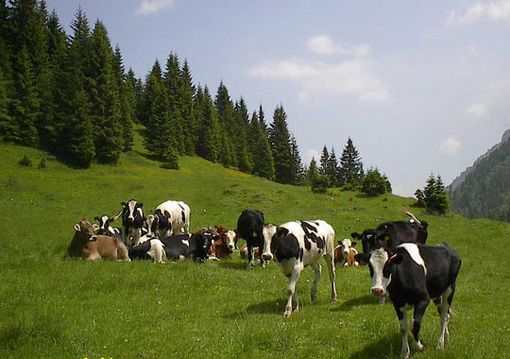 Confartigianato Cuneo a fianco degli allevatori locali: “difendiamo la qualità dei nostri prodotti”