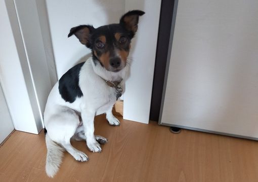 Si cerca la cagnolina Gina, smarrita alle sorgenti del Maira