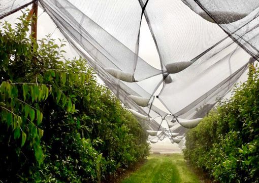 Reti antigrandine e interventi antigelo: dalla Regione 4,8 milioni a 240 aziende della Granda Reti antigrandine e interventi antigelo: dalla Regione 4,8 milioni a 240 aziende della Granda