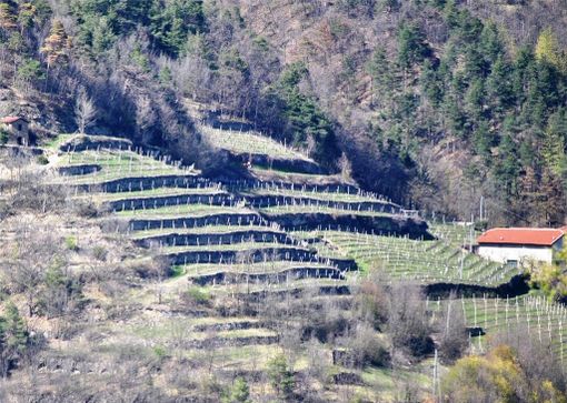 Terrazzamenti in Valle Belbo
