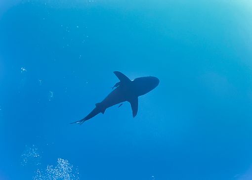 La foto allo squalo scattata dal nostro lettore a Sharm El Sheik