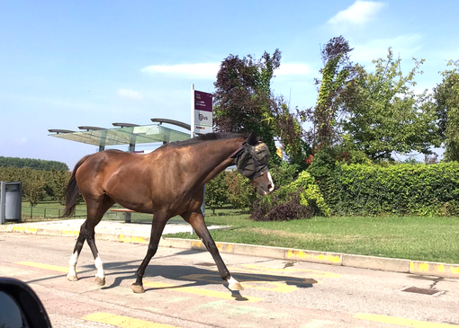 L'animale fotografato in corso Europa ad Alba