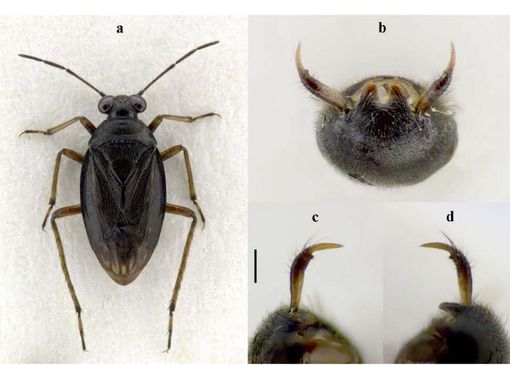 Foto dallo studio presente in allegato