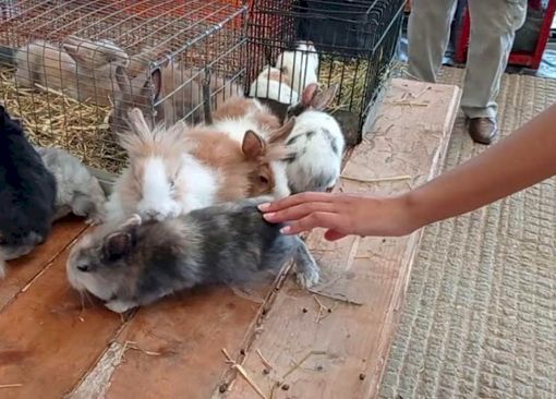Al MIAC domenica torna il mercatino dei piccoli animali