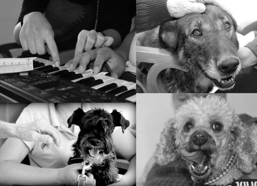 La pet therapy e la musicoterapia al Mater Amabilis Centro