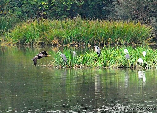 Camminata naturalistica nell'Oasi Crava Morozzo, aspettando la fiera