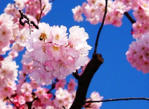 Coldiretti, gelo polare e sbalzo termico: con la ripresa vegetativa si contano i danni