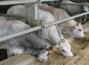 Bovini trattati con antibiotici vietati dalla legge. I consulenti del pm: “11 vitelli furono trovati positivi alle sostanze”