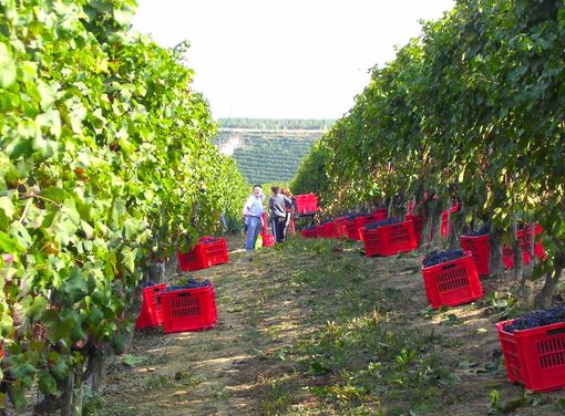 Le Cia di Cuneo e di Treviso organizzano il webinar sulle nuove opportunità per l’enoturismo Le Cia di Cuneo e di Treviso organizzano il webinar sulle nuove opportunità per l’enoturismo