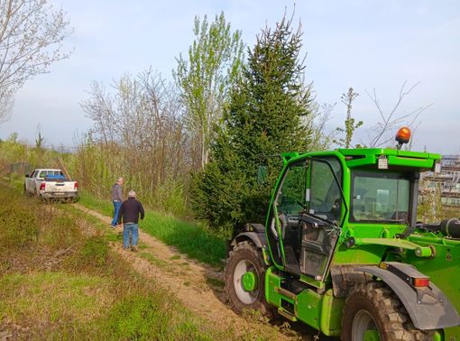 L'albero di Natale di Verduno donato all'ospedale, il sindaco: "E' il primo. Lì nascerà un bosco"