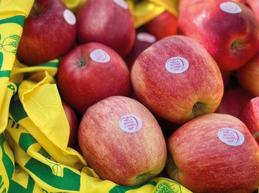 La Mela Rossa Cuneo IGP è stata protagonista della trasmissione "Melaverde" La Mela Rossa Cuneo IGP è stata protagonista della trasmissione "Melaverde"