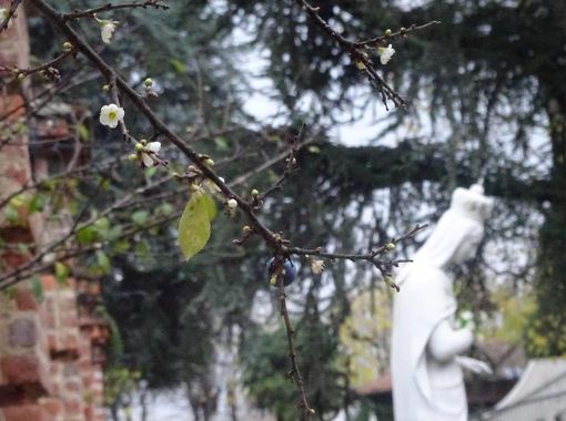 Bra: si ripete il miracolo dei fiori d’inverno al Santuario della Madonna dei Fiori (FOTO)