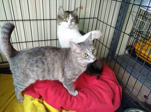 Foto dalla pagina Facebook del Gattile di Cuneo