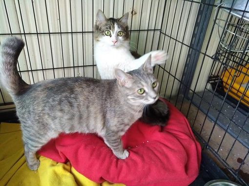 Troppe richieste di accoglienza e struttura satura: gatti abbandonati davanti al Gattile di Cuneo