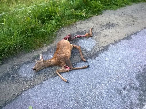 Il capriolo sbranato a Serre Uberto di Crissolo Il capriolo sbranato a Serre Uberto di Crissolo