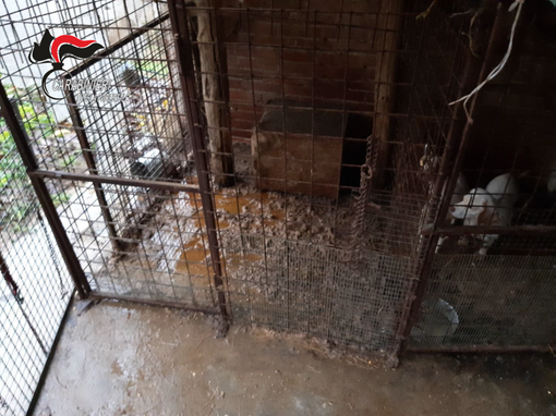 Cani costretti a vivere nelle loro deiezioni: intervengono i Carabinieri Forestali