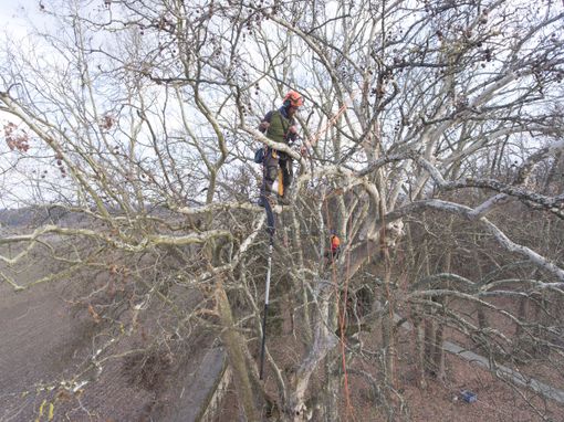 Selezioni per Operatore Forestale e Treeclimbing al Cfpcemon Mondovì