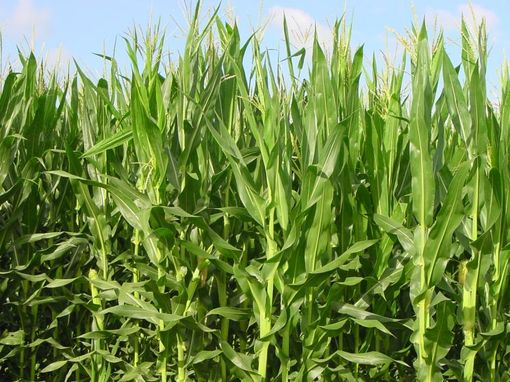 Immagine di repertorio