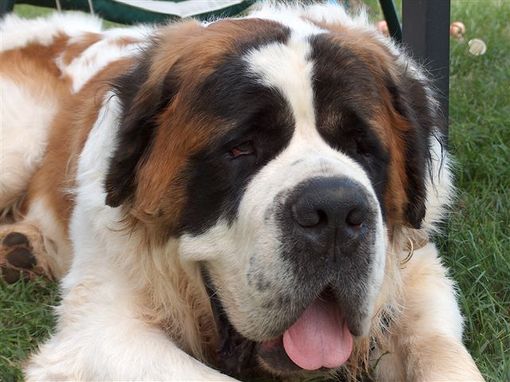 Nel fine settimana a Ostana il raduno dei cani San Bernardo Nel fine settimana a Ostana il raduno dei cani San Bernardo