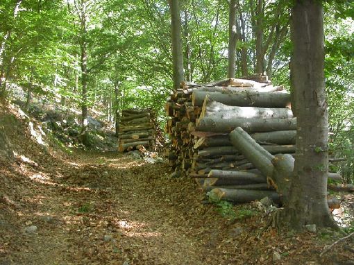 “Siamo ancora in tempo a salvare il bosco di faggi di Limone Piemonte”