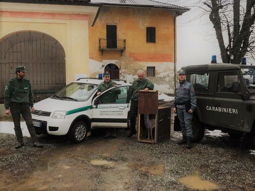 Si era rifugiato nel parco di una villa a Saluzzo: capriolo liberato da polizia faunistica e carabinieri forestali