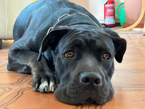 Cura del cane: l'importanza della dieta Barf per cani Cura del cane: l'importanza della dieta Barf per cani