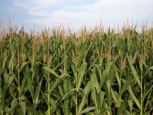 Il divieto d’uso dell’urea senza valide alternative è insostenibile per le aziende cerealicole